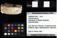 Foto (Objket + Etiketten) von ? Magila sp. 